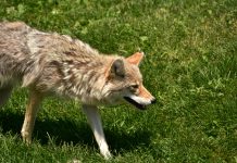 Coyotes in Calgary