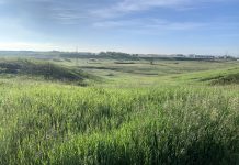 Meet the New Kid of Ecological Advocacy: Nose Creek Preservation Society
