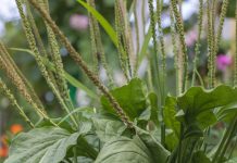 Underfoot: The Broadleaf Plantain