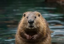 Coexisting with Beavers in Fish Creek Provincial Park