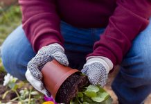 Spring Gardening Tips for a Beautiful Yard