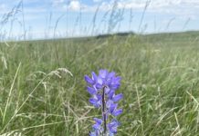 What’s Blooming in Fish Creek Provincial Park this July and August