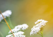 Summer Gardening Made Easy