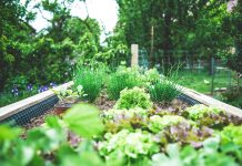 Summer Gardening Made Easy