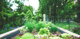 Summer Gardening Made Easy