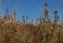 News from the Friends of Nose Hill