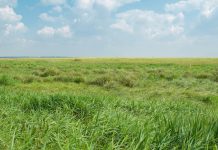 News from the Friends of Nose Hill