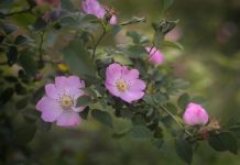 Provincial Flowers