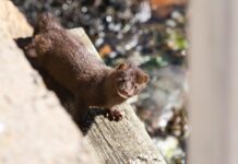 The American Mink
