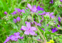 Making Your Calgary Garden More Drought Tolerant