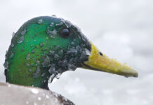 Fall Migration is Underway: How to Help Southern Alberta’s Travelling Birds