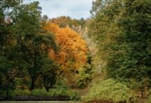 News from the Friends of Nose Hill