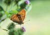 Nose Creek Preservation Society: Make a Change One Weed at a Time