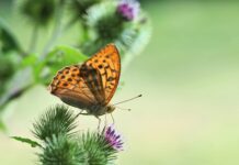 Nose Creek Preservation Society: Make a Change One Weed at a Time
