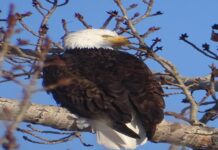 The Big Bold Bald Eagle