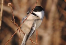 Alberta’s Chickadees