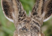 Wildlife Photography is for Everyone!