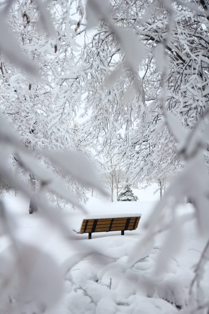 Snow covered bench seen from behind snow covered branches